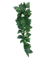 Click to Enlarge Picture of Komodo Sumatra Hanging Vine 23cm