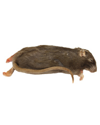 Click to Enlarge Picture of Frozen Rat Small 90-150g - Pack of 10