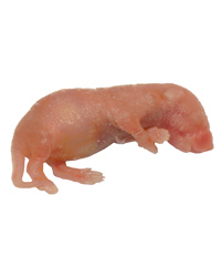 Click to Enlarge Picture of Frozen Mice Large Pinkies 2-4g - Pack of 500