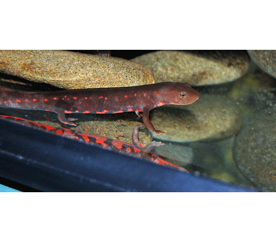 Paddle Tail Newt - Amphibians - Livestock - Blue Lizard Reptiles