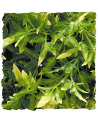 Click to Enlarge Picture of Zoo Med Bolivian Croton Medium 46cm