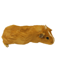 Picture of Frozen Guinea Pig 