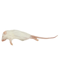 Click to Enlarge Picture of Frozen Mice Small Size 10-15g - Pack of 25