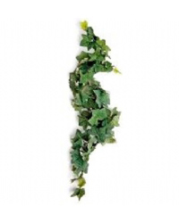 Click to Enlarge Picture of Komodo Comores Hanging Vine 13cm