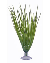 Picture of Marina Betta Hairgrass Plant 