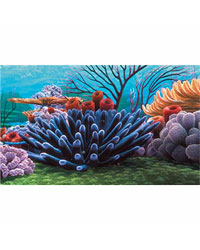 Picture of Penn Plax Coral Reef 10 Gal Background 20X12