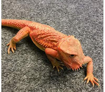 Shop Bearded Dragons —