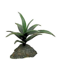 Picture of Lucky Reptile Agave Medium 15cm