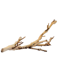 Click to Enlarge Picture of Exo Terra Forest Branch Small