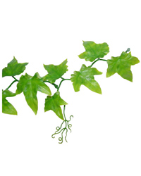 Picture of Lucky Reptile Ivy Vine 