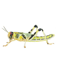 Click to Enlarge Picture of Locusts Medium - 3rd Size - 18-24mm