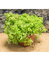 Picture of ProRep Live Plant Selaginella sp
