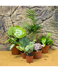 Picture of ProRep Live Plant Mini Jungle Collection - 6 Plants