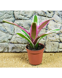 Picture of ProRep Live Plant Neoregelia donger