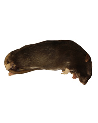 Click to Enlarge Picture of Frozen Rat Medium 150-250g - Pack of 10