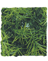 Picture of Zoo Med Cashuarina Medium 46cm