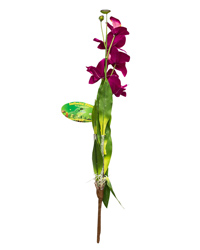 Picture of Lucky Reptile Orchid with Stem Ilia 