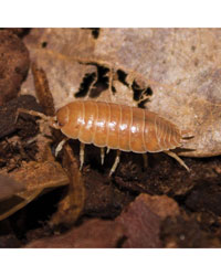 Picture of Giant Orange Woodlice 