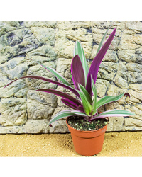 Click to Enlarge Picture of ProRep Live Plant Rhoeo discolor