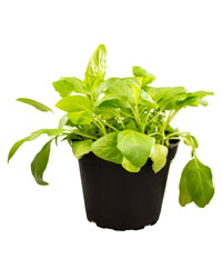 Picture of ProRep Live Food Plant Self Heal