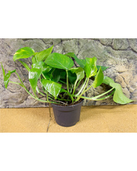 Click to Enlarge Picture of ProRep Live Plant Epipremnum aureum