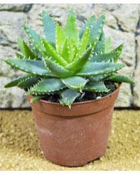 Picture of ProRep Live Plant Aloe brevifolia