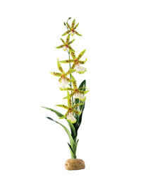 Picture of Exo Terra Spider Orchid 
