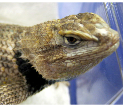 Swifts And Spiny Lizards Herpetology Series Swifts And Spiny Lizards Herpetology Series