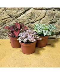 Picture of ProRep Live Plant Hypoestes mixed