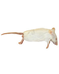 Click to Enlarge Picture of Frozen Mice Jumbo Size 30g up - Pack of 15