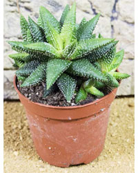Picture of ProRep Live Plant Harworthia enon