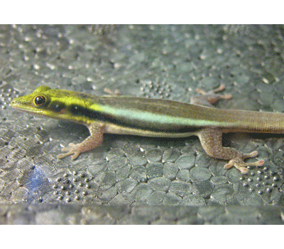 Lime Green Gecko Fève