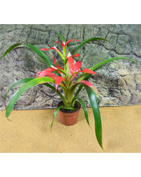 Picture of ProRep Live Plant Bromeliad Large Various Sp