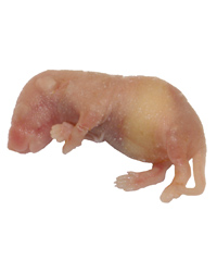 Click to Enlarge Picture of Frozen Mice Small Pinkies 1-2g - Pack of 500