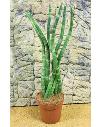 Picture of ProRep Live Plant Sansevieria mikado