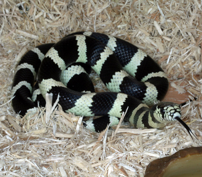 Desert Banded King Snake - Snakes - Livestock - Blue Lizard Reptiles ...