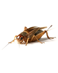 Click to Enlarge Picture of Silent Brown Crickets Medium - Size 4 - Approx 1000