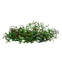 Click to Enlarge Picture of Lucky Reptile Turtle Plant Ludwigia