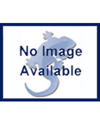 Click to Enlarge Picture of Blue Lizard Bearded Dragon Starter Kit Premium