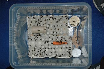 How to Store Crickets for Geckos?