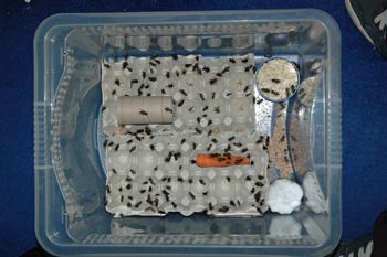 Cricket King - How to store your crickets, Cricket Storage