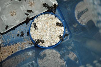 Cricket King - How to store your crickets, Cricket Storage